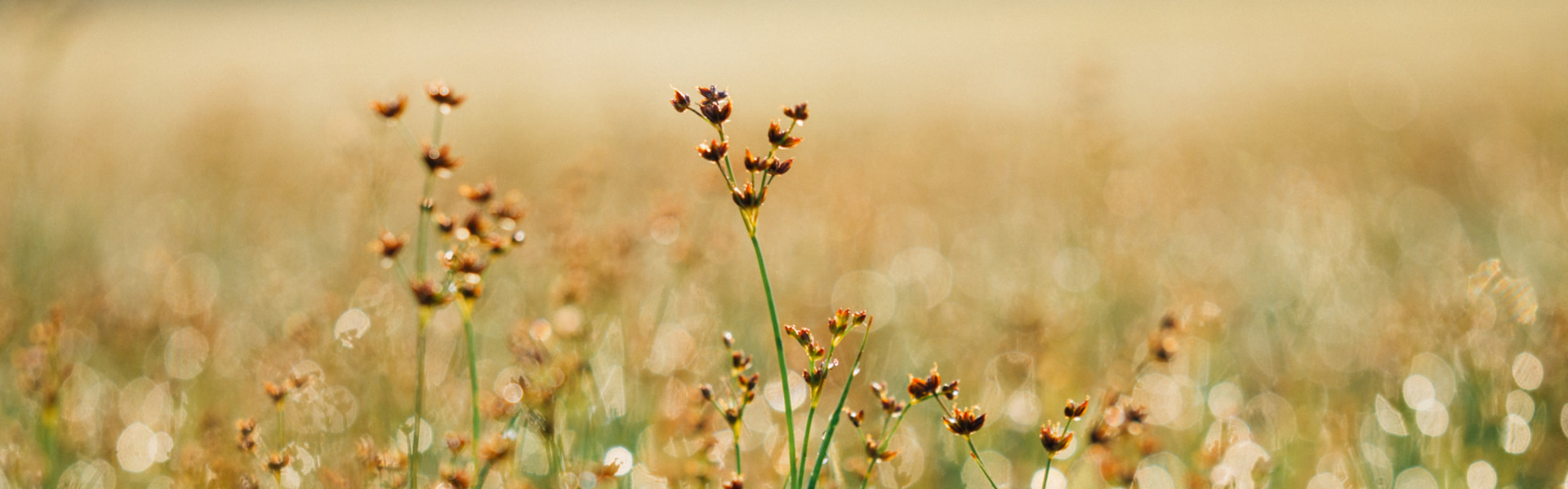 hart-header